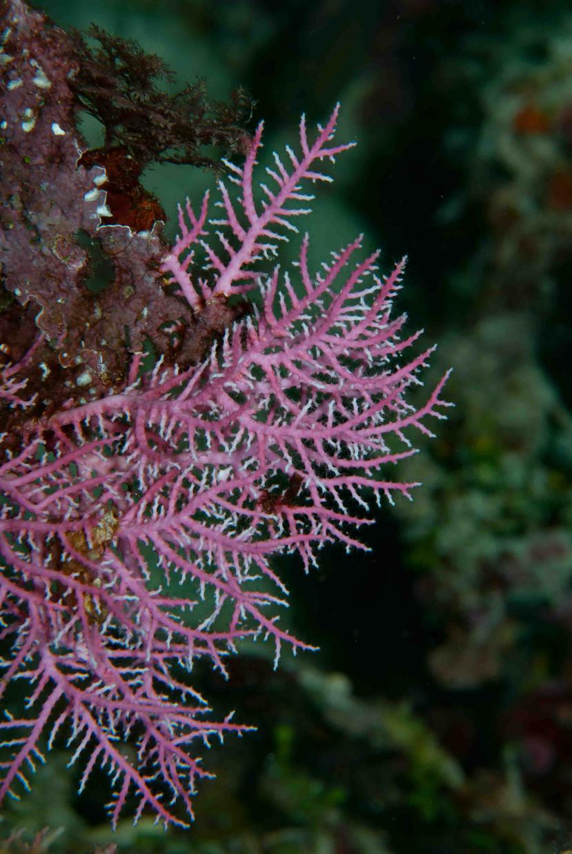 Los fragmentos de coral presuntamente robados son de la especie “Stylaster roseus”. (Shutterstock)
