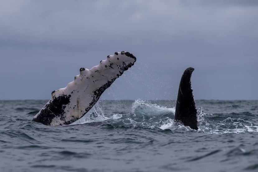 Las ballenas son un animal especialmente vulnerable al tráfico marítimo, ya que pasan gran parte de su tiempo en la superficie de los océanos.