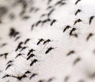 El dengue es un problema de salud pública vigilado por las autoridades, especialmente luego de que el año pasado cerrara con más casos que los vistos desde 2018.