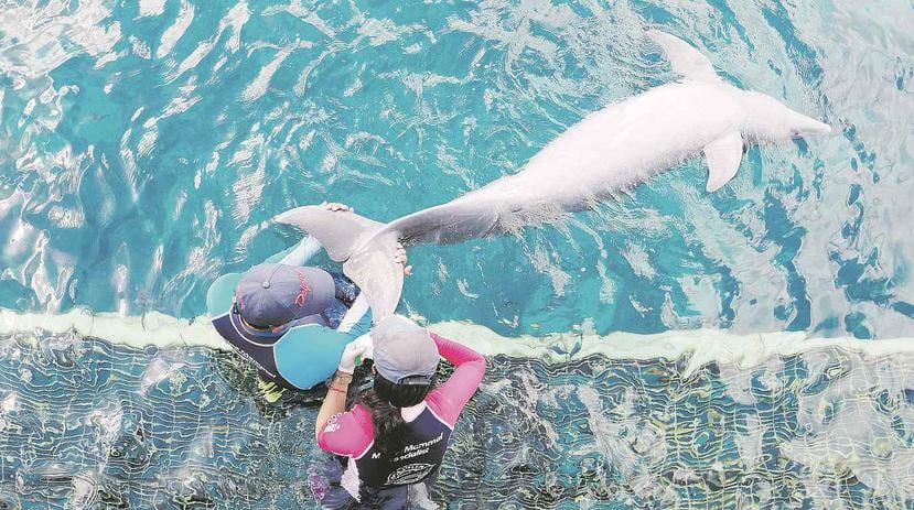 La veterinaria Adriana Mingramm, con el uniforme rosa, toma una muestra de sangre a un delfín en el parque Chankanaab. (Especial para GFR Media / José R. Madera)
