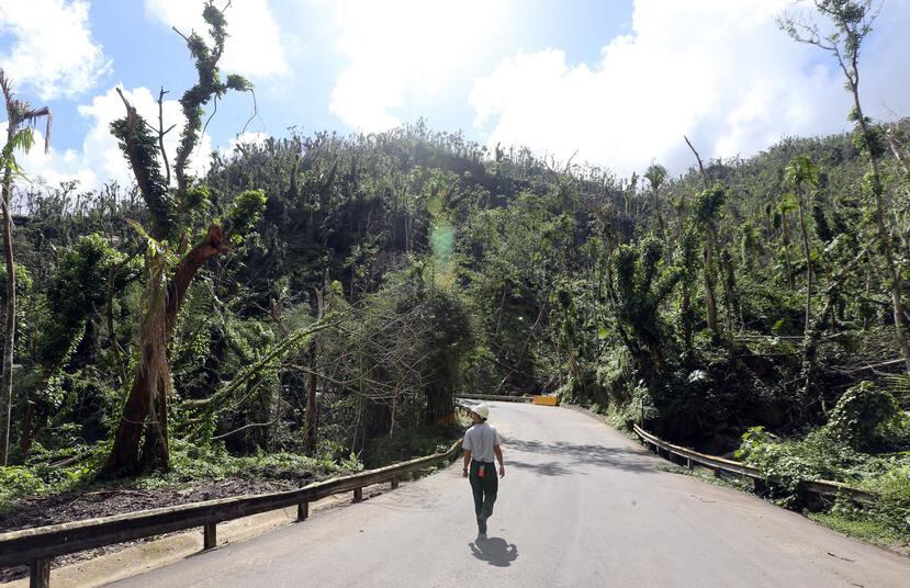 Daniel Cedeño, del Servicio Forestal Federal durante un recorrido por El Yunque.