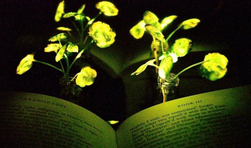 Las plantas podrán tener la capacidad emitir luz de baja intensidad indefinidamente. (web.mit.edu)