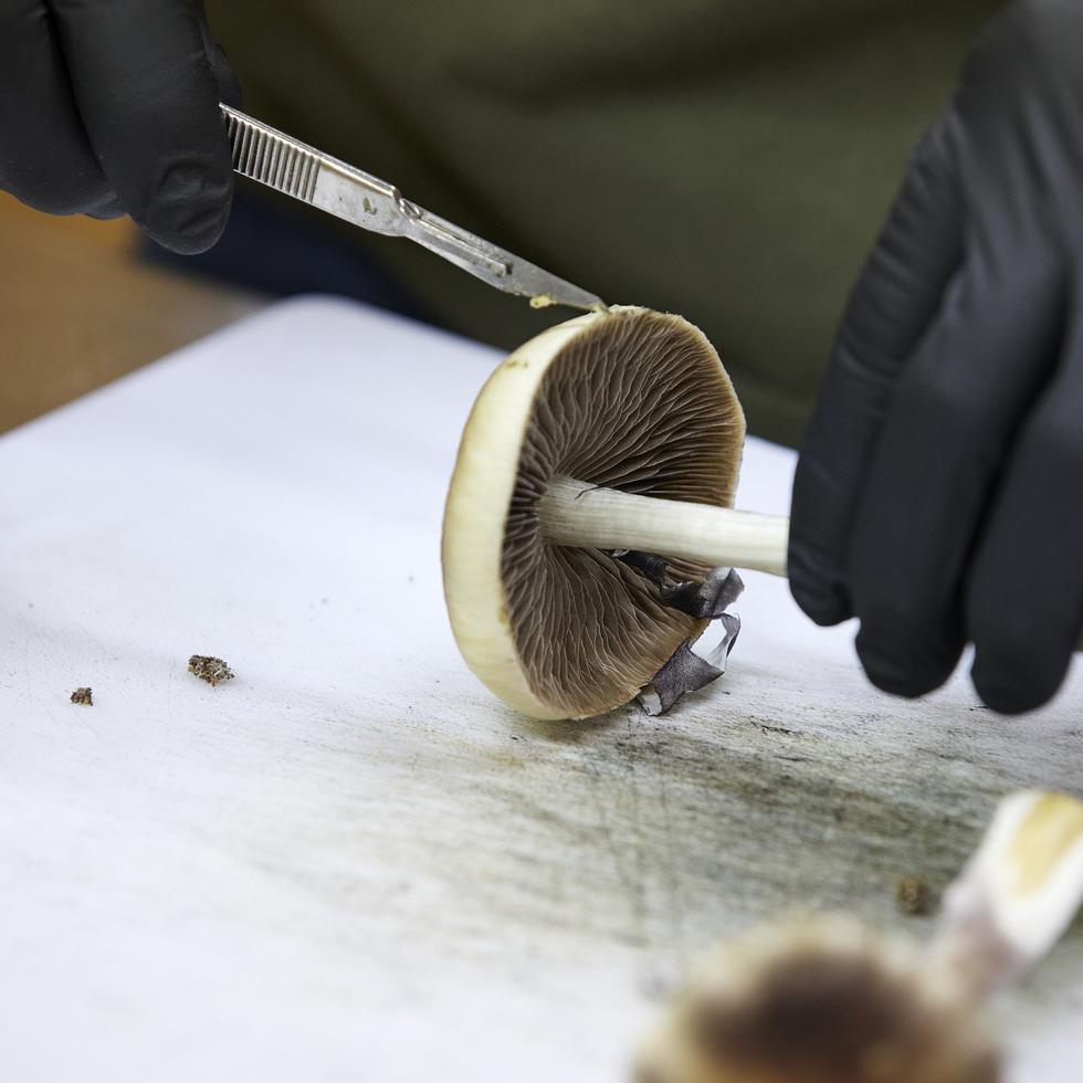 Un cultivador prepara hongos de psilocibina para su distribución en Springfield, Oregón.