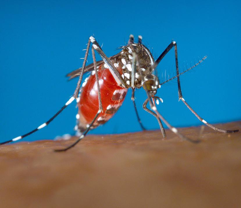 El zika provoca fiebre leve y erupciones en la piel. (AP)