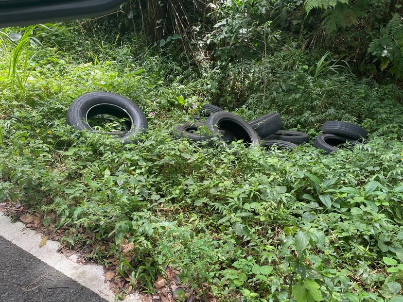 Varios neumáticos en el bosque nacional El Yunque.