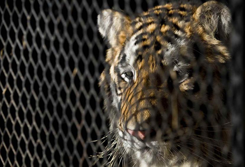 Fotografía de archivo del 12 de febrero del tigre encontrado en una residencia en el sureste de Houston mientras espera ser transportado al albergue animal BARC en Houston. (Godofredo A. Vasquez/Houston Chronicle vía AP, Archivo)