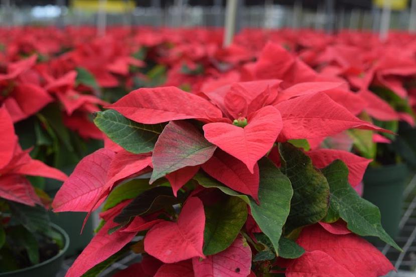 Durante el Noveno Festival de Pascuas, el público podrá comprar estas plantas, al igual que decoraciones alusivas a la temporada navideña y luces, entre otros.