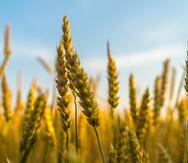 Los productos que contienen trigo, cebada, centeno y, en algunos casos, avena, están prohibidos para quienes tienen intolerancia al gluten. (Ant Rozetsky / Unsplash)