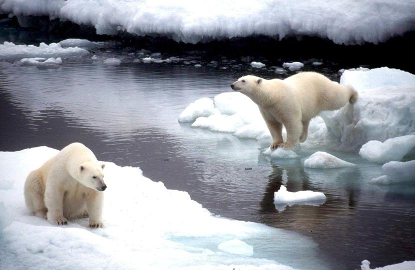 Dos osos polares saltando de un bloque de hielo a otro en Alaska. (EFE)