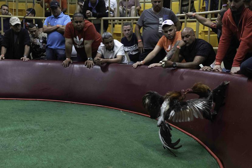 La prohibición federal a la industria de las peleas de gallos entró en vigor en diciembre y las agencias federales han expresado que están listas para hacer valer la ley. (GFR Media)