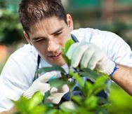 El sector de ventas de artículos de jardinería fue uno de los que mayor crecimiento obtuvo en marzo.