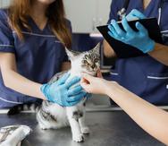 Los gatos domésticos necesitan tanto cuidado veterinario como los perros y pueden estar propensos a condiciones que hay que vigilar y cuidar.