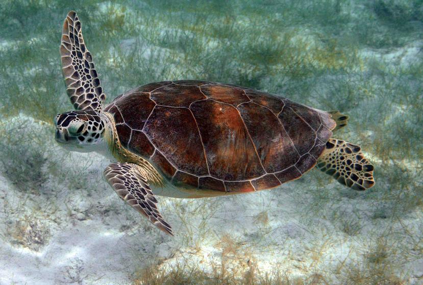 Desde 1989, el registro en Florida de nidos de tortuga verde ha pasado de 267 a 27,975, este año.