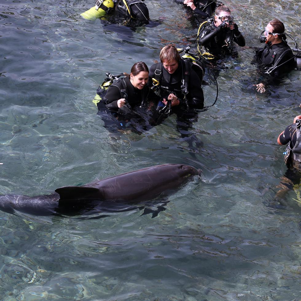 Entre sus principales atracciones se encuentran Dolphin Reef, una pequeña playa donde se puede bucear con delfines en su hábitat natural; también un observatorio submarino que alberga más de 800 especies marinas.