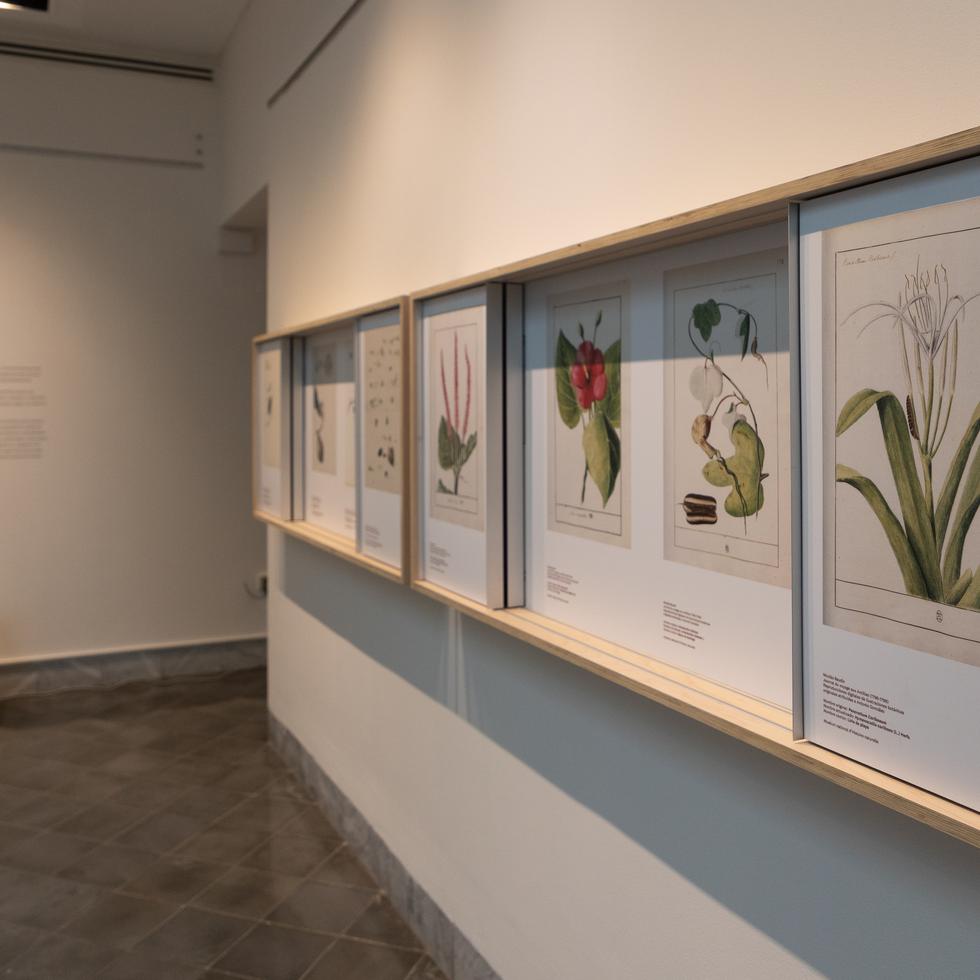 Entre láminas de plantas y manuscritos, a partir de este martes, la ciudadanía podrá disfrutar de la exhibición que permitirá hacer un recorrido del conocimiento histórico de la botánica en Puerto Rico.