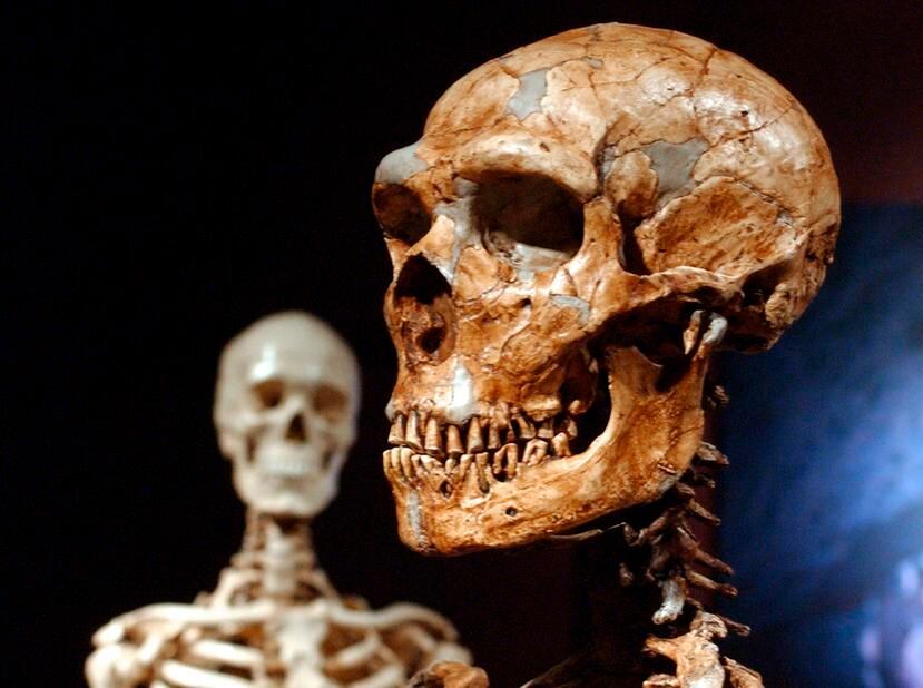 Esta foto del 8 de enero del 2003 muestra un esqueleto reconstruido de neandertal y un esqueleto humano moderno en exhibición en el Museo de Historia Natural en Nueva York.