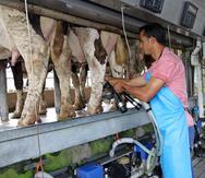 Con la orden administrativa de ORIL, los ganaderos serán compensados por las pérdidas de leche cruda que tuvieron tras el terremoto del 7 de enero de 2020. (archivo)
