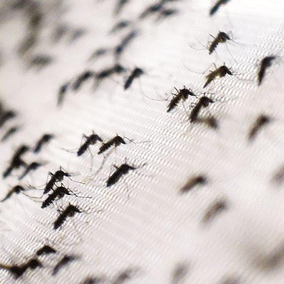 El mosquito “Aedes aegypti” puede picar a cualquier hora, pero lo hace con más intensidad temprano en la mañana y en las últimas horas de la tarde.