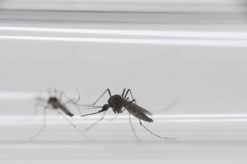 Mientras, el Departamento de Salud informó –también hoy- que se han confirmado 5,582 casos del virus del zika en la Isla. (AP)