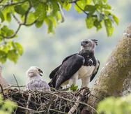 En esta imagen de junio de 2013 cortesía de Carlos Navarro, se ve un ejemplar hembra de águila harpía y su cría en un nido en la provincia del Darién, Panamá.