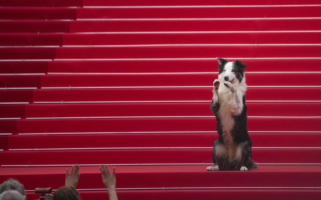 Trajes, gafas y hasta un perro: así luce la alfomba roja del Festival de Cannes