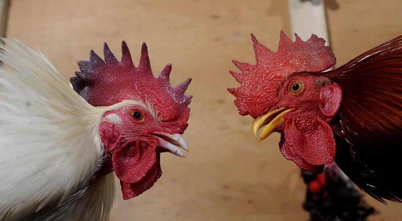 Las peleas de gallo serán prohibidas en la isla a partir de diciembre de este año. (GFR Media)