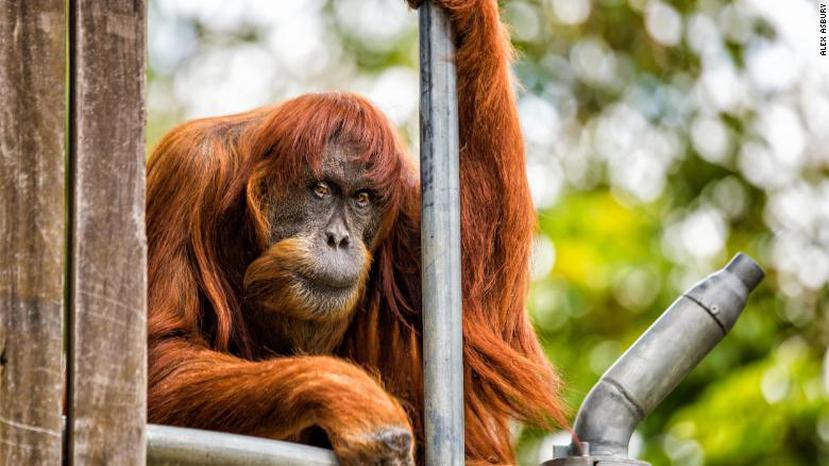 Los orangutanes no suelen superar los cincuenta años de vida, lo que convertía a la sexagenaria Puan en un caso extraordinario. (Zoológico de Perth)