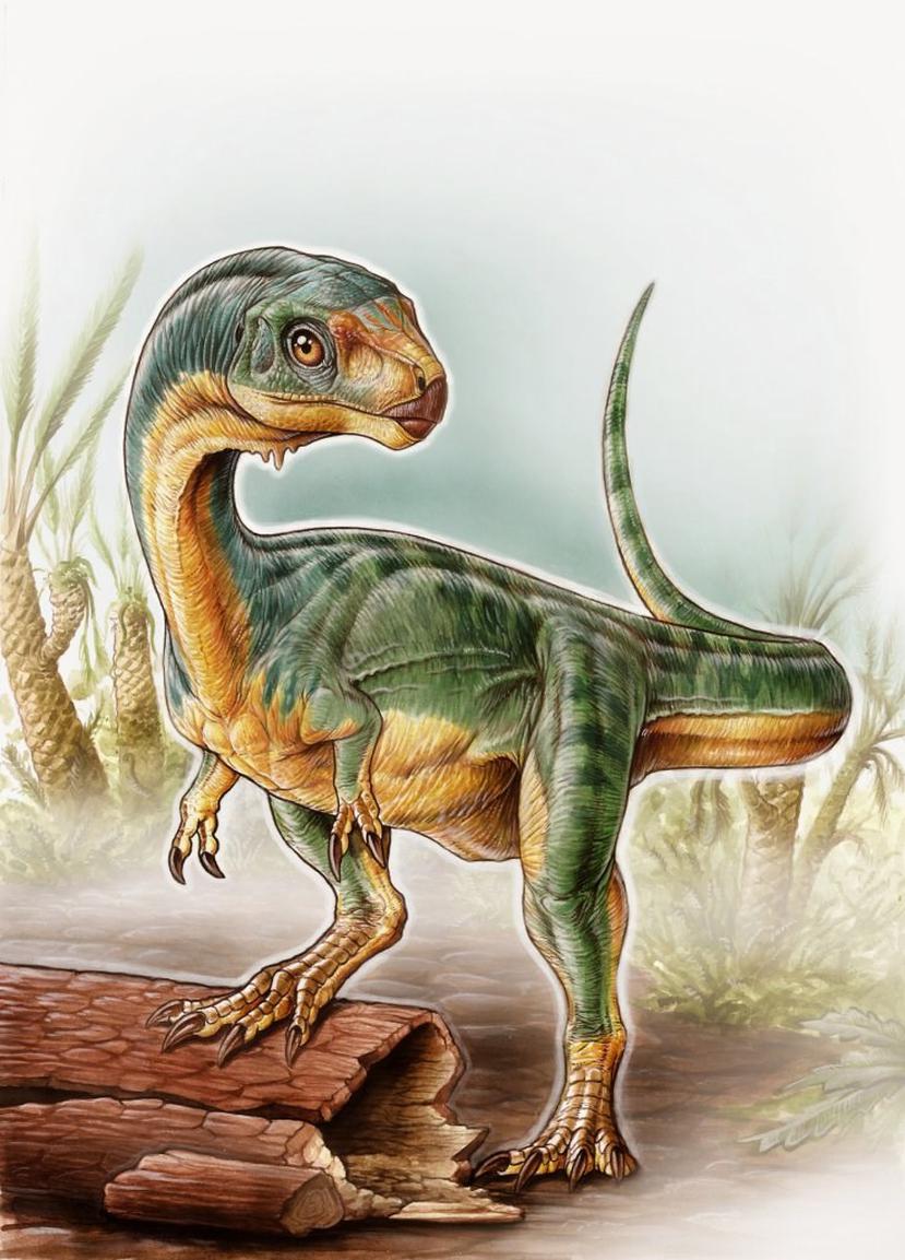 El "Chilesaurus" es primo del T-rex, pero no es carnívoro, por lo que "constituye el primer representante de un linaje hasta ahora desconocido para la ciencia". (Gabriel Lío / SINC)