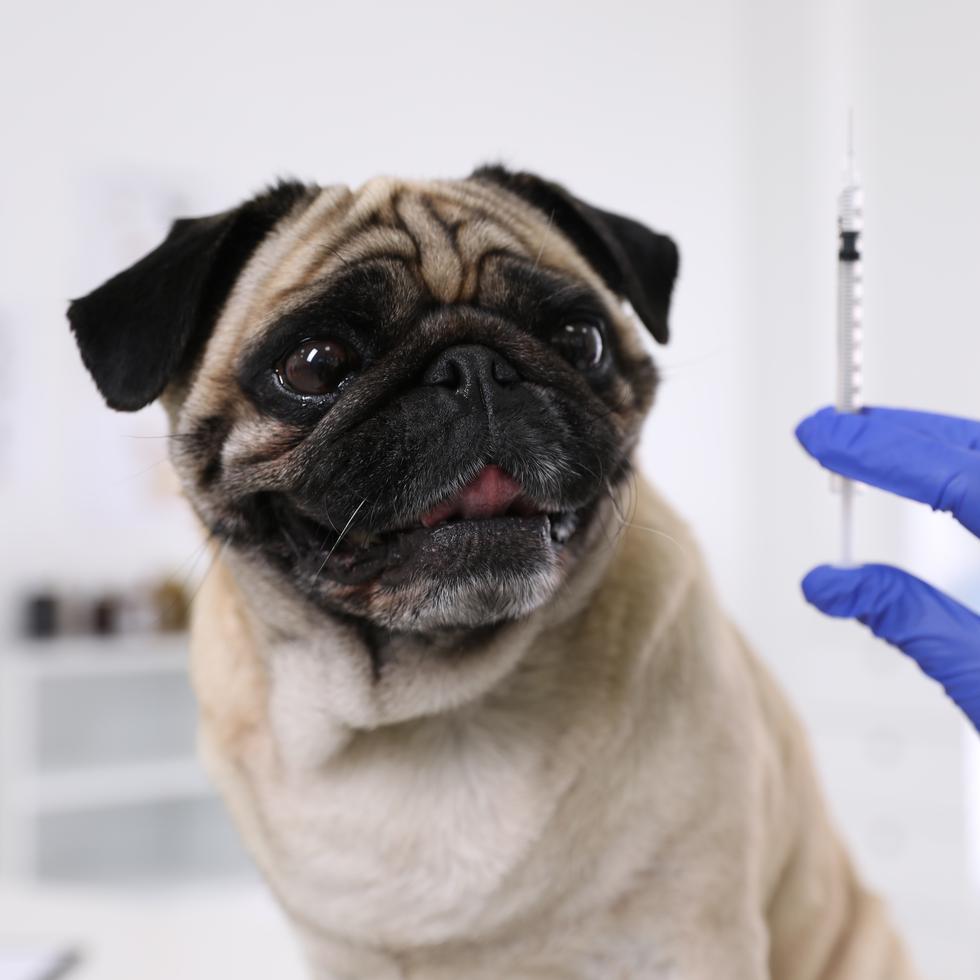 La clínica de vacunación gratuita para perros es parte del “Shots for Good Initiative”, establecido por Boehringer Ingelheim en el 2019.