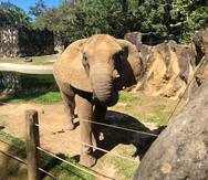 La elefante Mundi en el zoológico de Mayagüez.