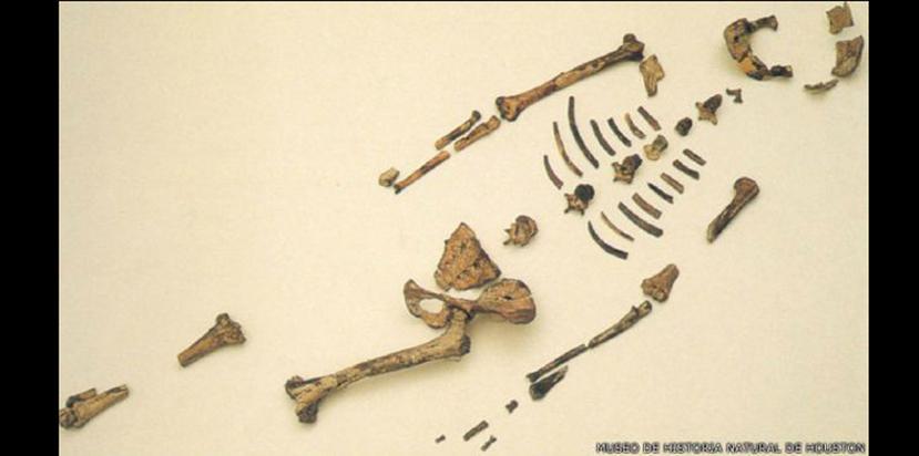 Selam fue un humano temprano de la especie Austrolpitecus afarense, la misma que la famosa Lucy.(Museo de Historia Natural de Houston)