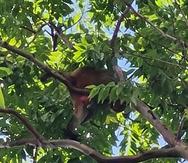 Mono se pasea por el área de Ciudadela en Santurce