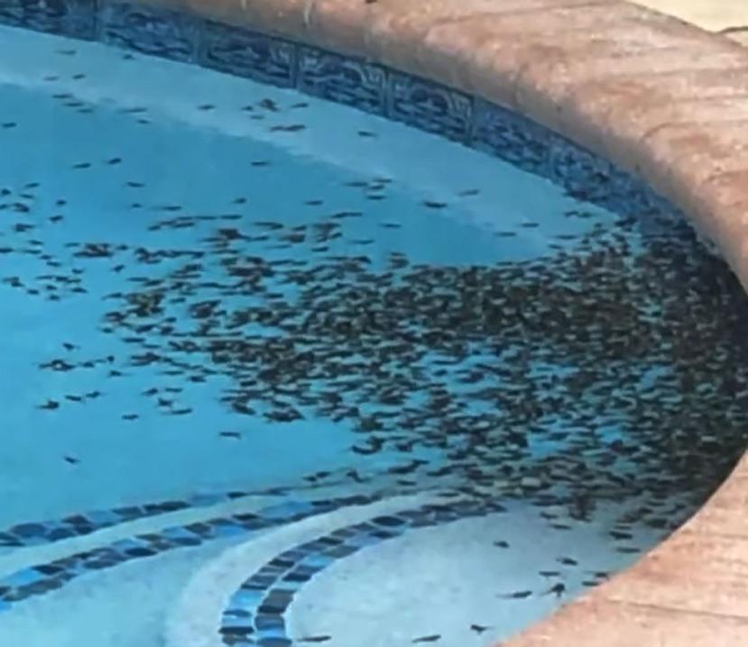 Los sapos dentro de una piscina en una residencia en Palm Beach. (Imagen del vídeo)