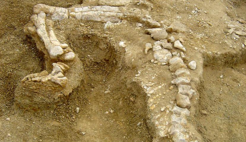 Pese a que el hallazgo de estos restos ocurrió en 2004, su excavación y estudios duraron cuatro años. (EFE)
