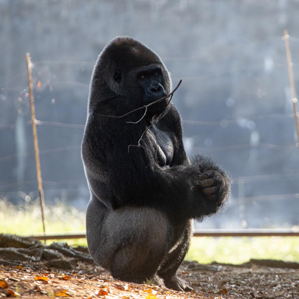 Un gorila oriental de las tierras bajas en su hábitat del Zoológico de Atlanta.