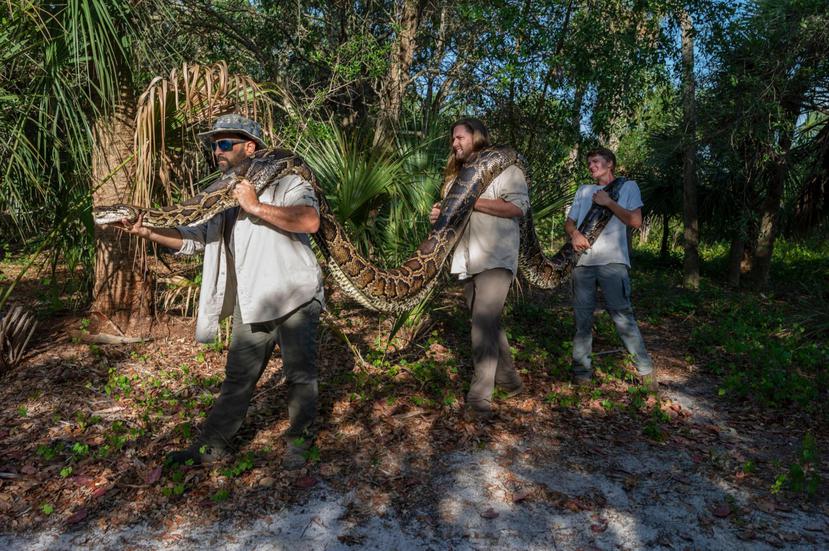 Foto cedida por National Geographic a través de la organización medioambiental Conservancy of Southwest Florida donde aparecen los investigadores Ian Bartoszek, Ian Easterling y el pasante Kyle Findley mientras transportan a una pitón birmana hembra gigante, capturada en el humedal de Los Everglades.