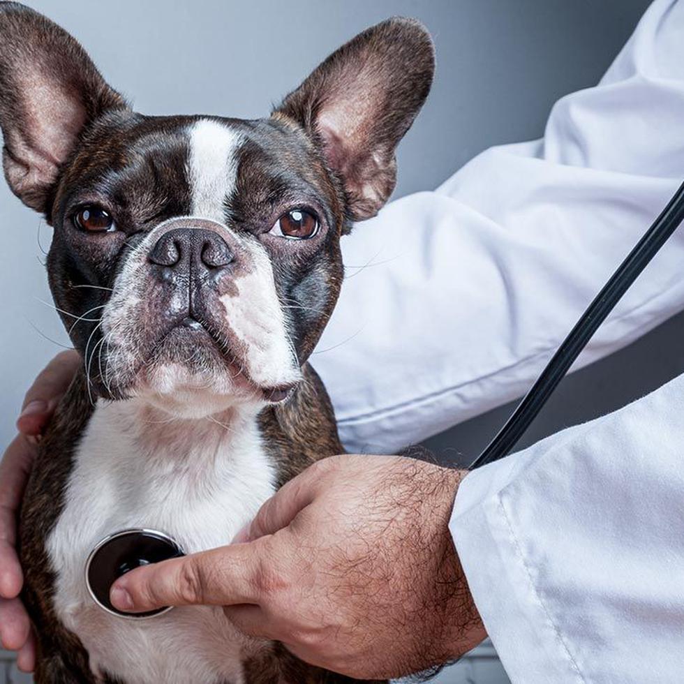 Es importante visitar periódicamente a su médico veterinario licenciado y colegiado para los chequeos de rutina de su mascota y para aclarar cualquier duda o pregunta.