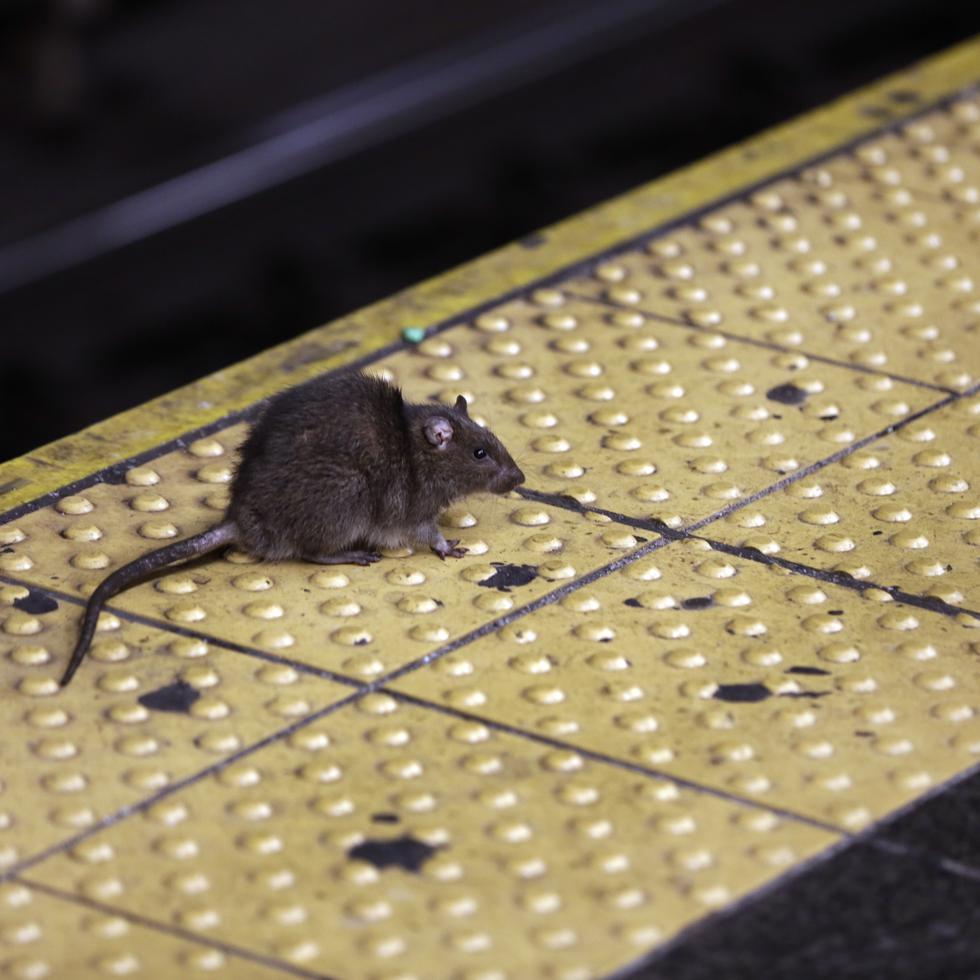 Una rata cruza una estación de metro de la ciudad de Nueva York, en una foto de archivo. (AP Foto/Richard Drew, Archivo)