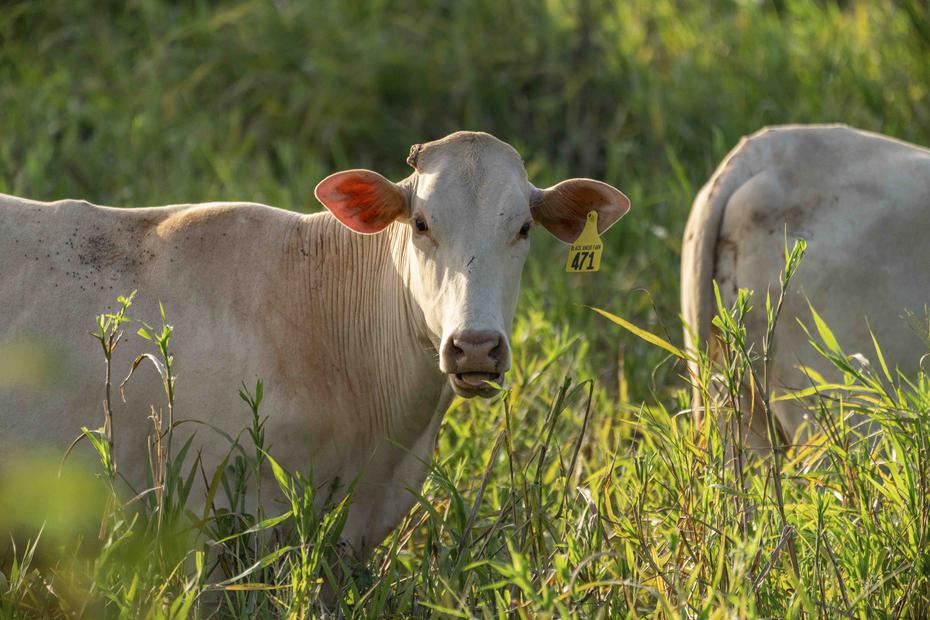 Vacas en un campo en Aguada.