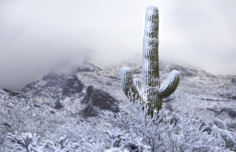La nieve cubre la falda de las montañas Santa Catalina en el norte de Tucson, Arizona, el 2 de marzo de 2023. (Rick Wiley/Arizona Daily Star vía AP)