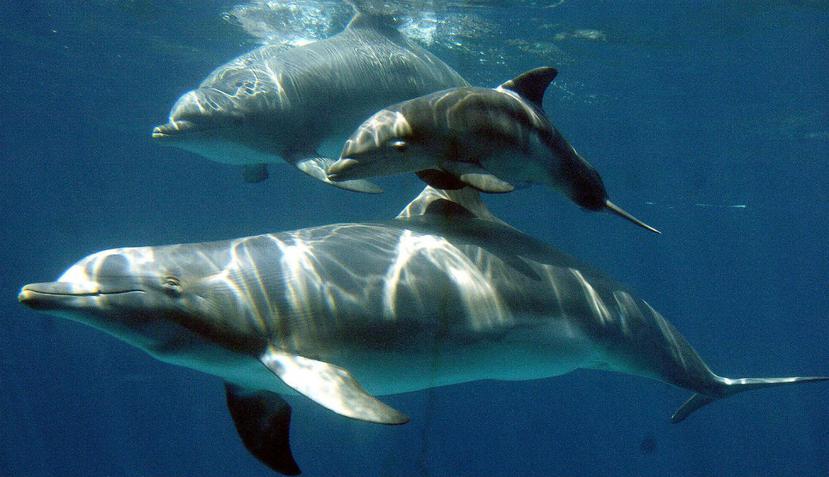 Los científicos pudieron observar una inesperada conducta en los delfines. (EFE)