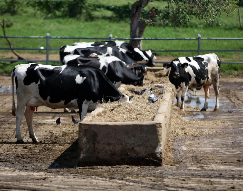 Los ganaderos advirtieron que, a largo plazo, no habrá leche cruda producida en Puerto Rico para desarrollar productos lácteos.  (Archivo)