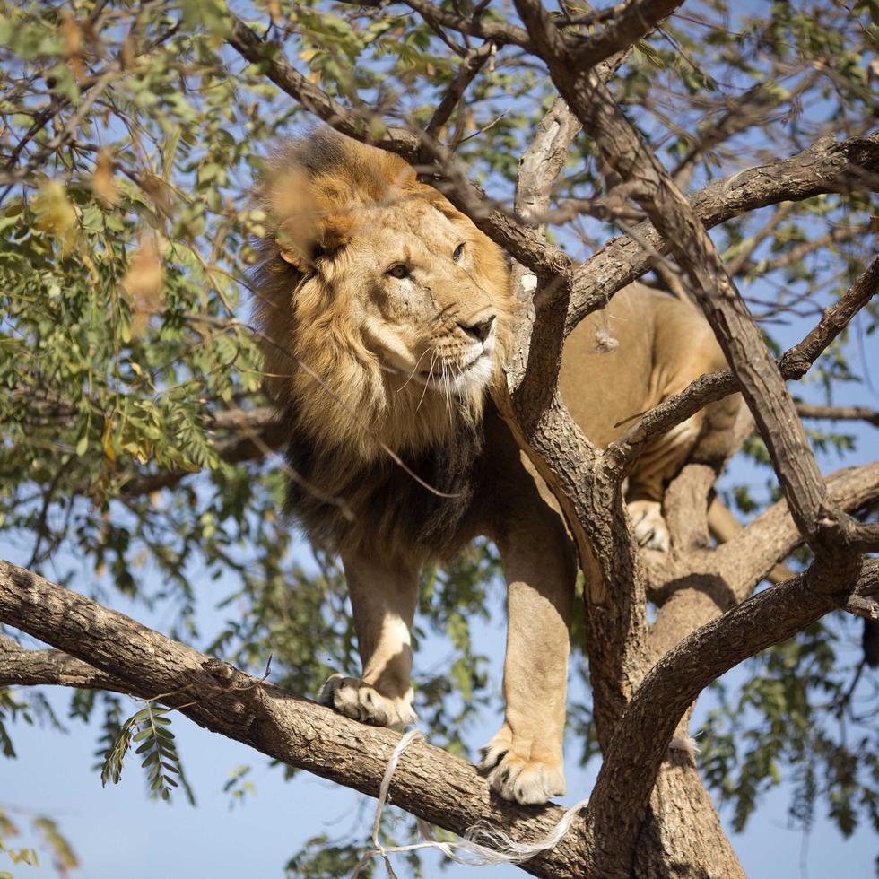 En los últimos 25 años, el número de leones africanos se ha reducido a la mitad y quedan de 20,000 a 30,000 ejemplares en estado salvaje.