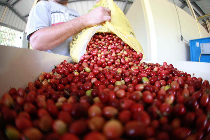 La importación de las semillas de café se dará en alianza con la Fundación Starbucks. (GFR Media)
