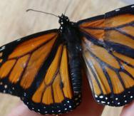 Mediante una serie de fotografías se mostraron los avances de la reconstrucción del ala de una mariposa. (Imgur / dressgirl200)