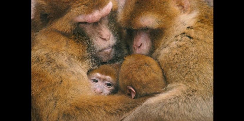 El mono de Berbería, también llamado mono de Gibraltar, tiene una esperanza de vida de 22 años y costumbres muy similares a las del ser humano. (GFR Media)
