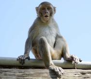 Los investigadores observaron, durante tres años, un grupo de 236 machos de una colonia de 1,700 monos macacos en el cayo Santiago.