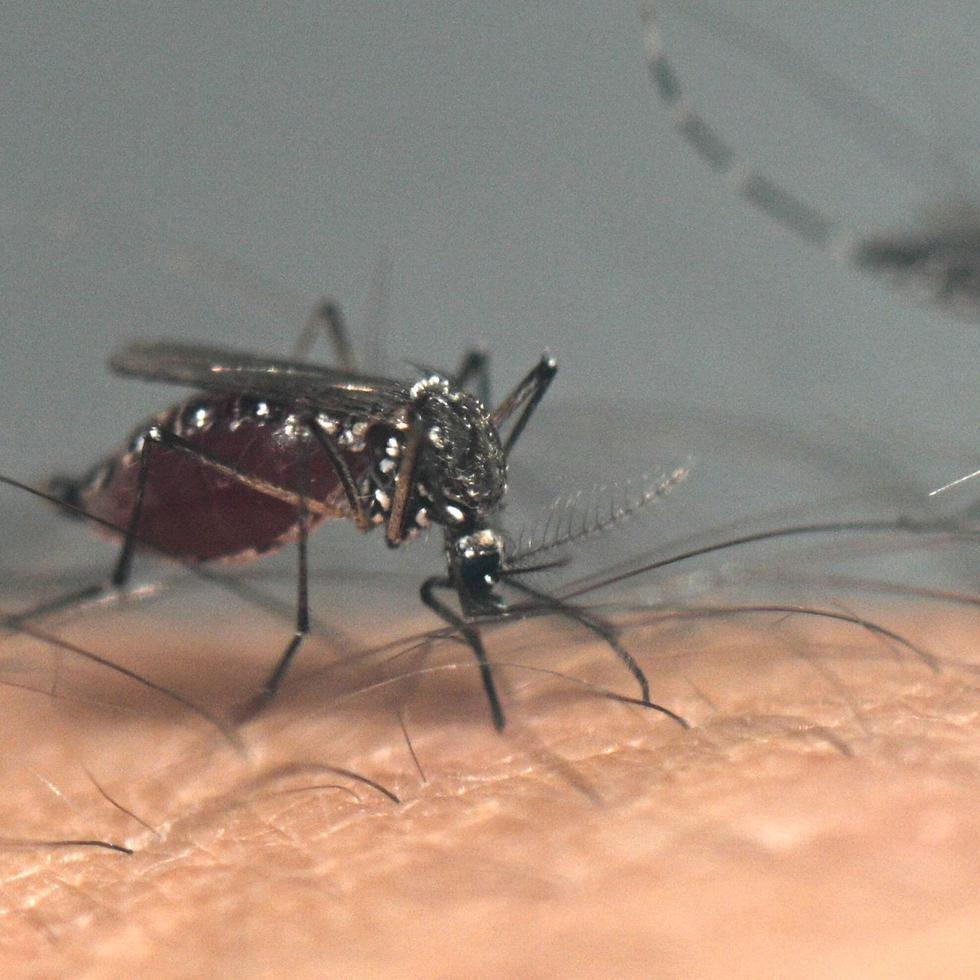 A nivel local, el 70% de los casos de dengue se concentra en San Juan, Carolina, Bayamón, Guaynabo, Canóvanas y Río Grande.