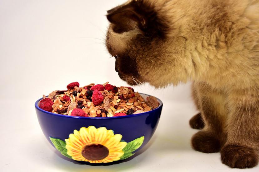 El metabolismo de los felinos no está hecho para procesar los carbohidratos y los azúcares. (Pexels)