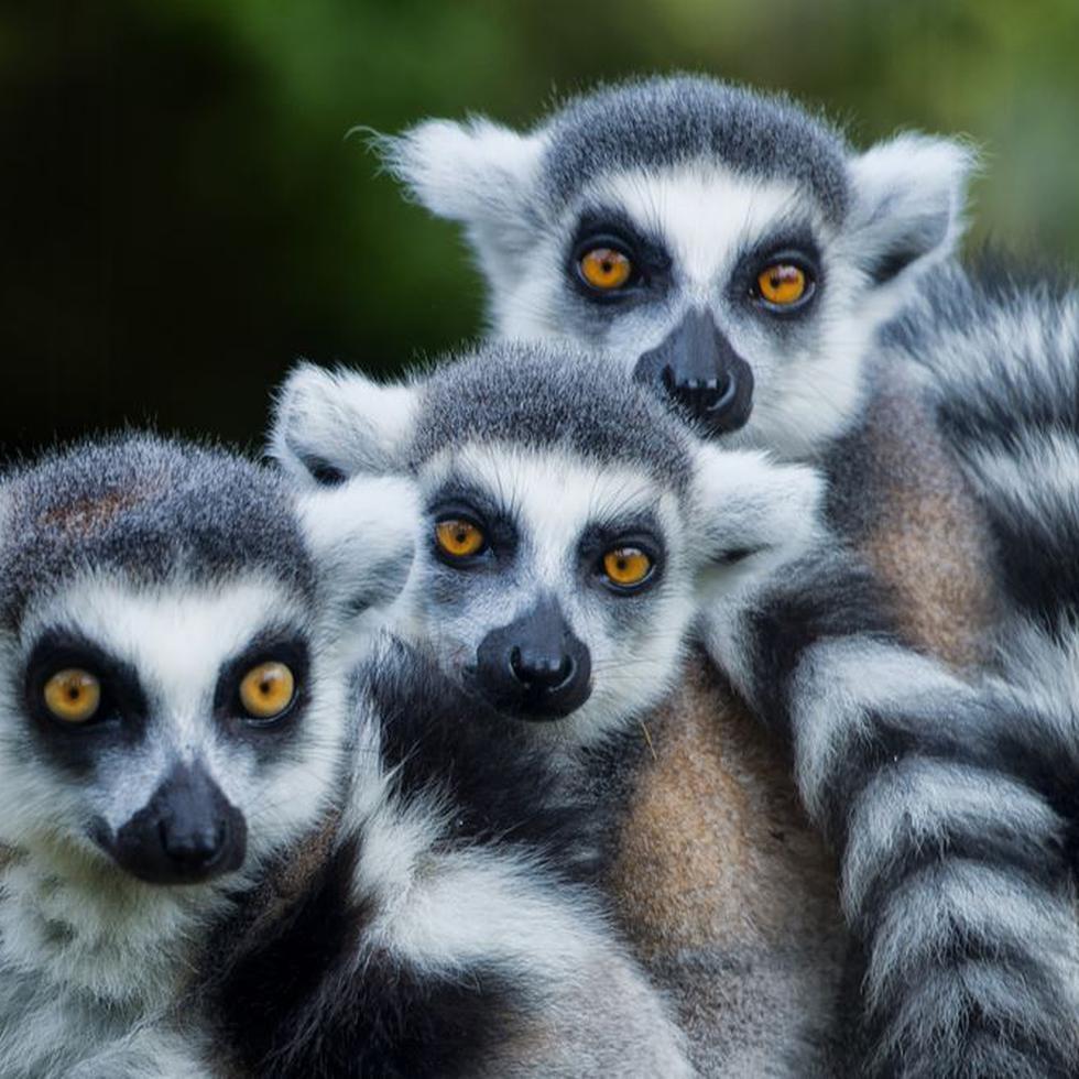 Un grupo de lémur.  (Shutterstock)